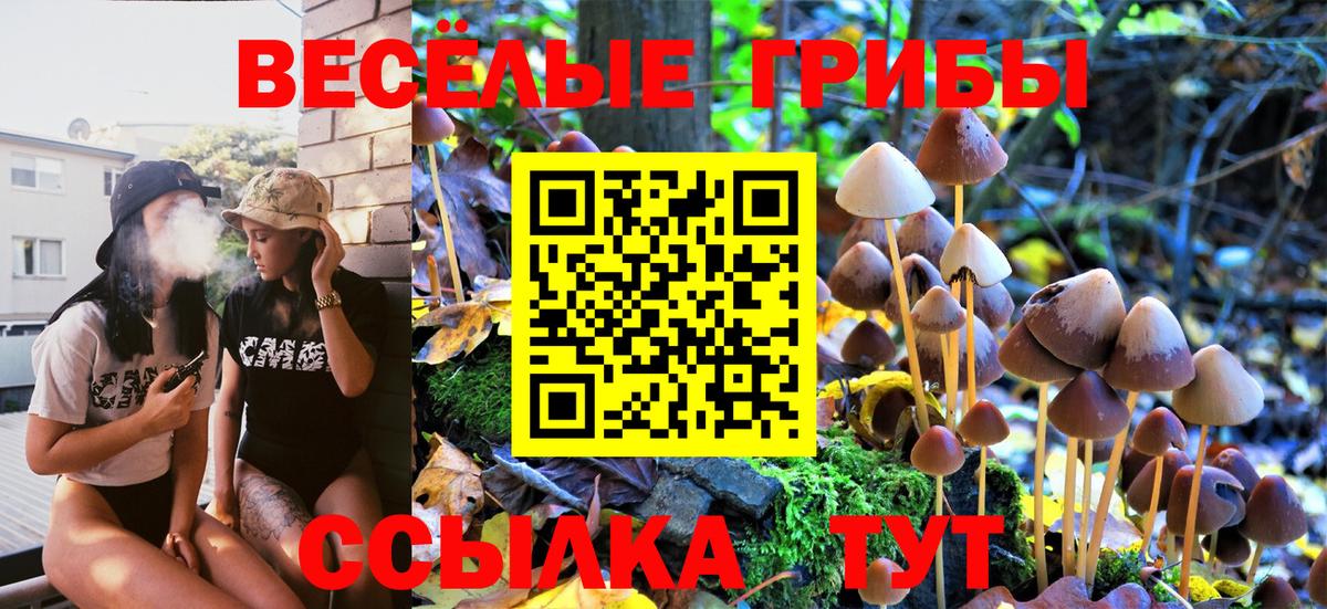 Галлюциногенные грибы Psilocybe Минусинск